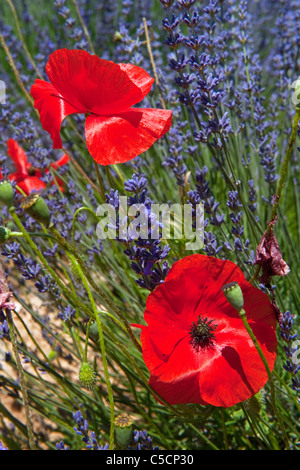 Felder mit französischen Lavendel und rote Mohnblumen in der Natur Stockfoto