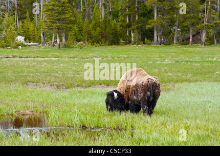 Ein Bison grasen auf einer Wiese im Yellowstone-Nationalpark im Frühjahr Stockfoto