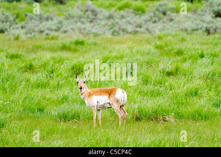 Doe Antilope auf einer Wiese weiden und schaut sich um in Yellowstone. Stockfoto