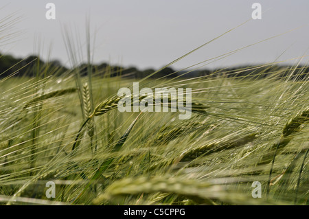 Nahaufnahme von einem Ohr der Gerste in einem unreifen Gerstenfeld. Shallow DOF, Juni, Hampshire, UK Stockfoto