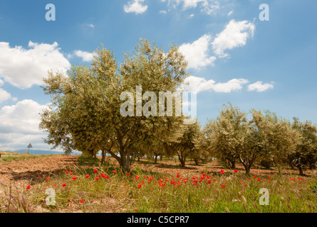 Rote Mohnblumen und Olivenbäumen in der französischen Provence auf dem Plateau von Valensole Stockfoto