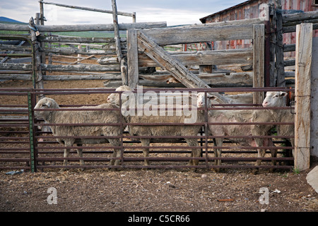 Nevada Schafe Ranch Stockfoto