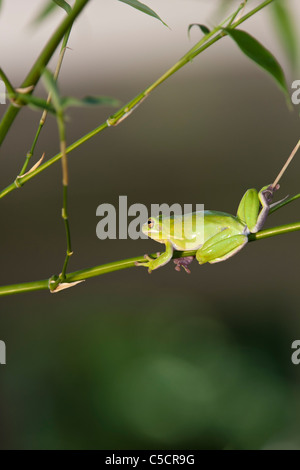American Green Treefrog, hyla cinerea, auf Bambus in McLeansville, North Carolina. Stockfoto