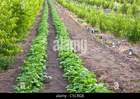 Zwischenfrüchten, junge Pfirsich-Obstgarten, grüne Bohnen Stockfoto