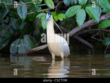 Angeschnittene Ärmel Heron (Pilherodius Pileatus) am See Sandoval, Tambopata Nationalpark, Peru Stockfoto