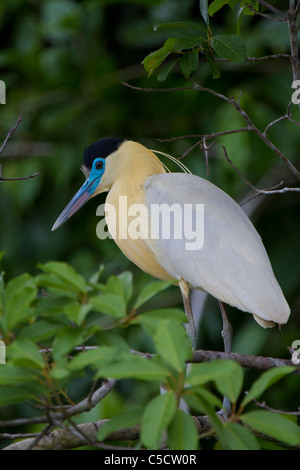 Angeschnittene Ärmel Heron (Pilherodius Pileatus) am See Sandoval, Tambopata Nationalpark, Peru Stockfoto