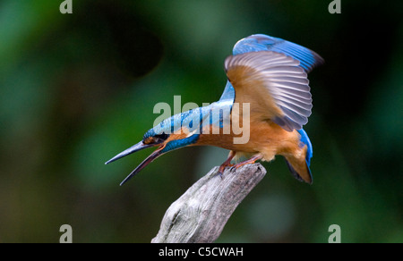 Kingfisher ist ein aggressiver gegenüber einem anderen Kingfisher Stockfoto