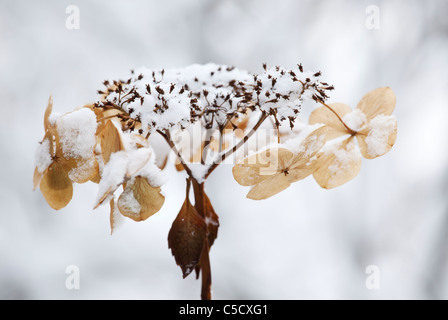 Tote Hortensie Blumen bedeckt bei Frost und Schnee. Stockfoto