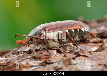 Eine gemeinsame Käfer Maikäfer (Melolontha Melolontha) auf einige Holz UK Stockfoto