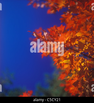 Herbst-Bäume gegen den blauen Himmel. Stockfoto