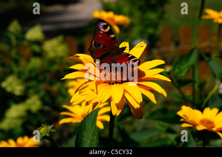 Nahaufnahme von einem Tagpfauenauge (Inachis Io) verweilen in einem Garten auf der Blüte eine Ringelblume (Calendula Officinalis). Stockfoto