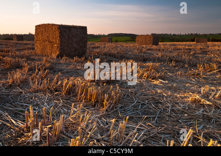 Goldene späten Abendsonne fängt ein Feld der großen geernteten Ballen von Elefantengras (Miscanthus) in der Nähe von Ravensthorpe, Northamptonshire, England Stockfoto