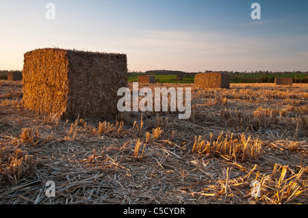 Goldene späten Abendsonne fängt ein Feld der großen geernteten Ballen von Elefantengras (Miscanthus) in der Nähe von Ravensthorpe, Northamptonshire, England Stockfoto