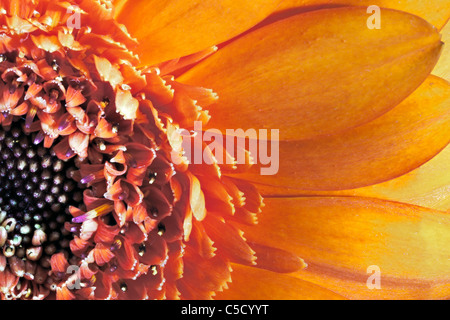 Nahaufnahme von einem orangefarbenen Gerbera Stockfoto