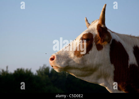 Nahaufnahme einer Kuh zeigen Haltung auf einem Himmelshintergrund Stockfoto