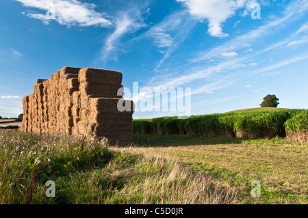 Ein großer Stapel von geernteten Elefantengras (Miscanthus) steht neben der üppigen grünen Wachstums der nächsten Ernte bei Holdenby, Northamptonshire, England Stockfoto