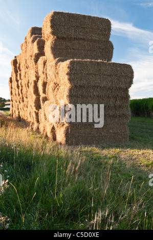 Einen großen Stapel von geernteten Elefantengras (Miscanthus) am Feldrand mit dem Rasen Folgefrucht gerade sichtbar, Northamptonshire, England Stockfoto