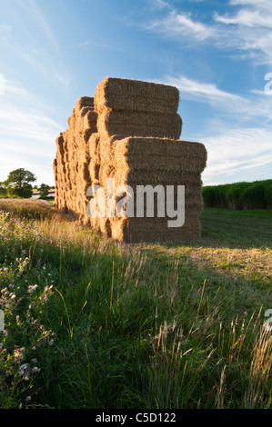 Einen großen Stapel von geernteten Elefantengras (Miscanthus) am Feldrand mit dem neuen Anbau hinter Holdenby, Northamptonshire, England Stockfoto