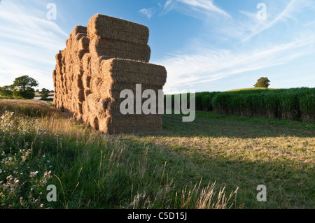 Ein großer Stapel von geernteten Elefantengras (Miscanthus) steht neben der üppigen grünen Wachstums der nächsten Ernte bei Holdenby, Northamptonshire, England Stockfoto