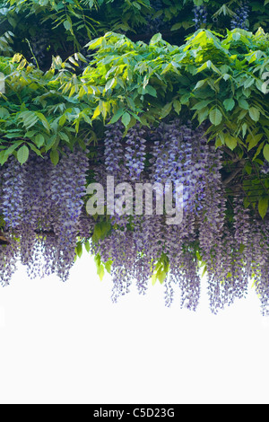 lila Farbe Blumen Stockfoto