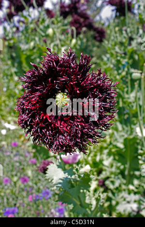 PAPAVER SOMNIFERUM SCHWARZER SCHWAN. SCHLAFMOHN. Stockfoto