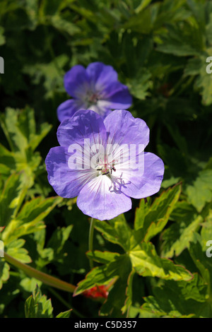 GERANIUM ROZANNE GERWAT. STORCHSCHNABEL. Stockfoto