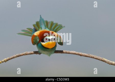 Europäische Bienenfresser (Merops Apiaster). Spanien. Stockfoto