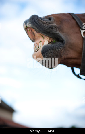 Pferd, Eisstockschießen Lippe zeigt den Rasen zwischen den Zähnen Stockfoto