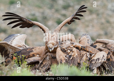 Griffon Vulture (abgeschottet Fulvus) Gruppe. Aragon, Spanien. Stockfoto