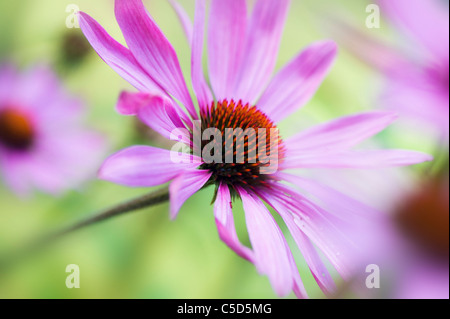 Nahaufnahme von Echinacea Purpurea (östliche lila Sonnenhut oder Sonnenhut) Rosa Sommerblumen, einem weichen Hintergrund genommen Stockfoto