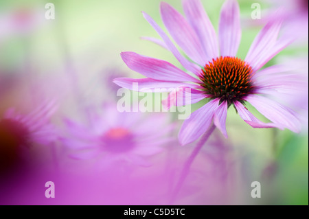 Nahaufnahme von Echinacea Purpurea (östliche lila Sonnenhut oder Sonnenhut) Rosa Sommerblumen, einem weichen Hintergrund genommen Stockfoto