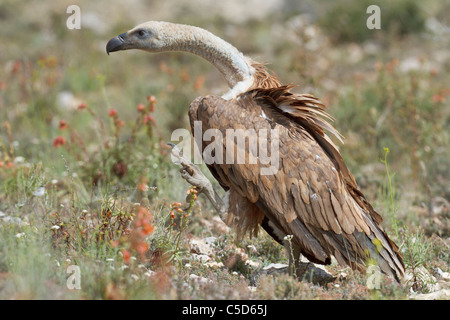 Gänsegeier (abgeschottet Fulvus). Aragon, Spanien. Stockfoto