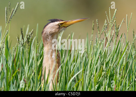 Zwergdommel (Ixobrychus Minutus). Spanien. Stockfoto