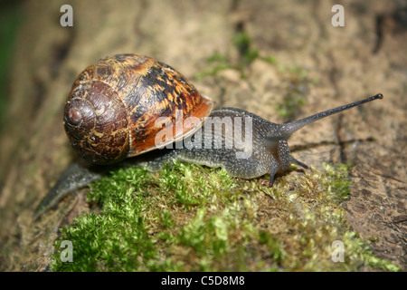 Garten Schnecke Helix Aspersa auf bemoosten Log, Lincolnshire, UK Stockfoto