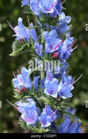 Viper-Bugloss Echium vulgare Stockfoto