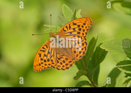 Männliche Silber gewaschen Fritillary butterfly Stockfoto