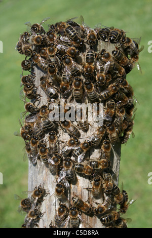 Schwarm von Honig Bienen Apis Mellifera, Lincolnshire, UK Stockfoto