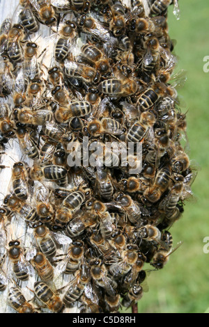 Schwarm von Honig Bienen Apis Mellifera, Lincolnshire, UK Stockfoto