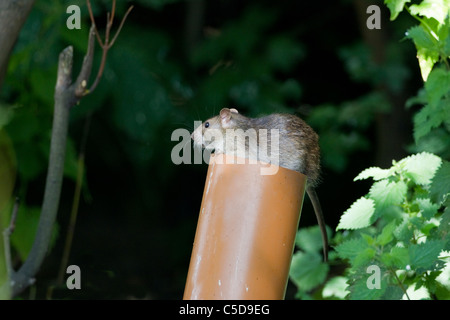 Braune Ratte Rattus Norvegicus aus oben ein Fallrohr Stockfoto