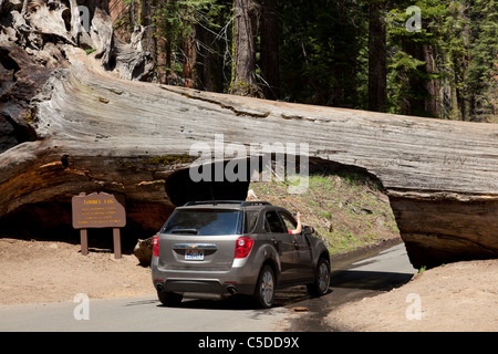 Auto fahren durch ein gefallener Mammutbaum Baum Tunnel Protokoll Sequoia National Park und Wald California Vereinigte Staaten von Amerika Stockfoto