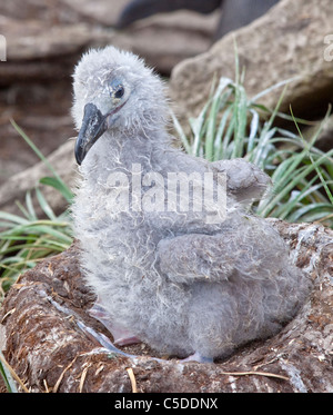 Black-Browed Albatros Küken auf Nest (Thalassarche Melanophrys), West Point Island, Falkland Stockfoto