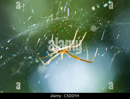 Ein Wolf Spider Web Stockfoto
