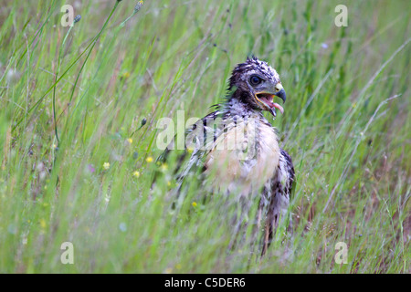 Juvenile Hawk gefunden sitzen in einer feuchten Wiese suchen verzweifelt Stockfoto