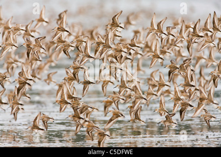 Western-Strandläufer und Alpenstrandläufer schwärmen über Hartney Bucht in der Nähe von Cordova, Alaska, während der Frühjahrszug in der Arktis zu ernähren. Stockfoto