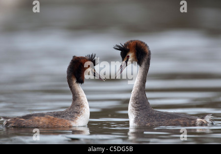 Ein paar große Crested Haubentaucher Anzeigen des Paarung Tanzes Stockfoto