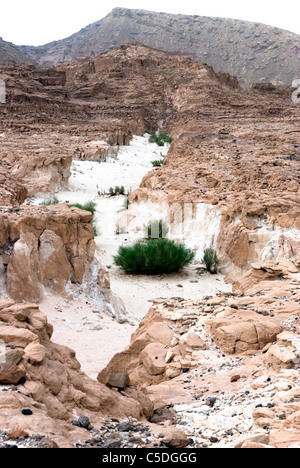 Wadi Arada Wüste - Sinai-Halbinsel, Ägypten Stockfoto