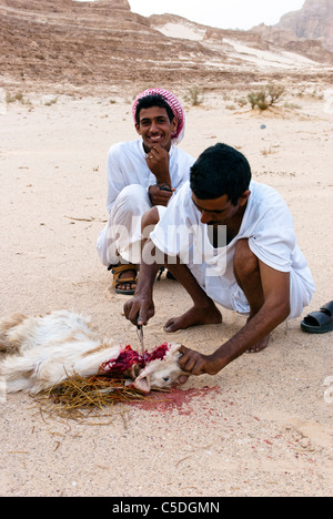 Muzeina Beduinen schneiden eine Ziege Kehle - Wüste Wadi Arada - Sinai-Halbinsel, Ägypten Stockfoto