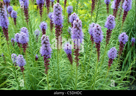 Blazing Star lila Blüten Liatris spicata Stockfoto