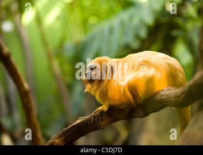 Der vom Aussterben bedrohten Golden Lion Tamarin (Leontopithecus Rosalia) auf einem Ast sitzend Stockfoto