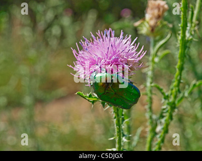 Grün Juni Käfer auf lila Distel Blume. Budapest, Ungarn Stockfoto